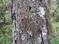 Bryoria trichodes image