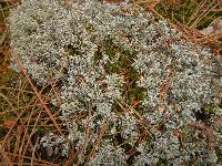 Cladonia rangiferina image