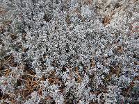 Cladonia rangiferina image