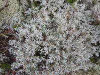 Cladonia rangiferina image