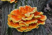 Laetiporus sulphureus image