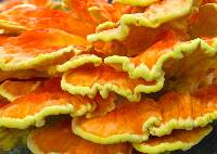 Laetiporus sulphureus image