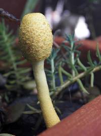 Leucocoprinus birnbaumii image