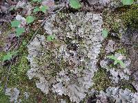 Peltigera canina image