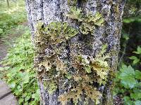 Lobaria pulmonaria image