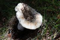 Russula brevipes image