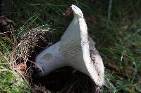 Russula brevipes image