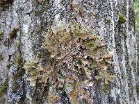 Lobaria pulmonaria image