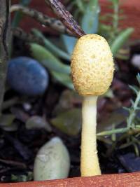 Leucocoprinus birnbaumii image