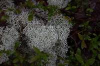 Cladonia rangiferina image