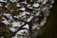 Trametes versicolor image