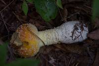 Amanita muscaria image