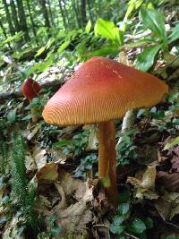 Amanita jacksonii image