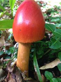 Amanita jacksonii image