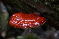 Ganoderma tsugae image