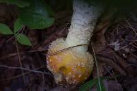 Amanita muscaria image