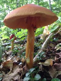 Amanita jacksonii image