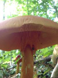 Amanita jacksonii image