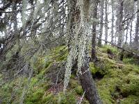 Image of Usnea cavernosa