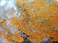 Xanthoria elegans image