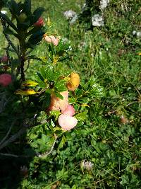 Image of Exobasidium rhododendri