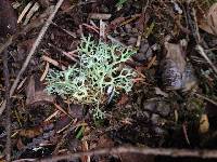 Evernia prunastri image