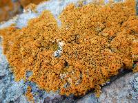 Xanthoria elegans image