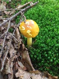 Amanita flavoconia image