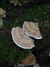 Trametes versicolor image