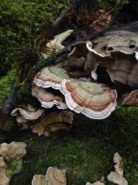 Trametes versicolor image