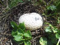 Calvatia booniana image