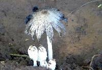 Coprinus comatus image