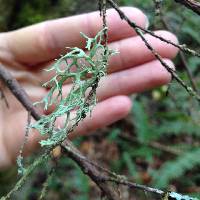 Evernia prunastri image