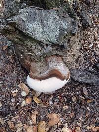 Ganoderma applanatum image