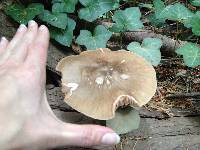 Pluteus cervinus image