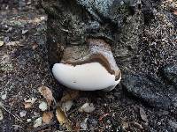 Ganoderma applanatum image