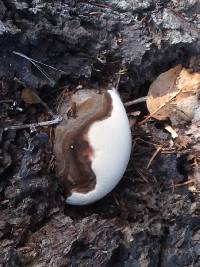 Ganoderma applanatum image