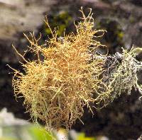 Usnea rubicunda image