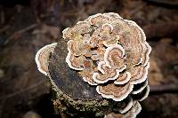 Trametes versicolor image