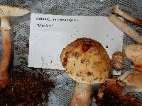 Amanita rubescens image