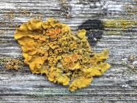 Xanthoria elegans image