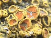 Xanthoria elegans image