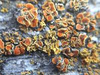 Xanthoria elegans image