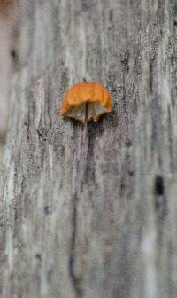 Marasmius siccus image