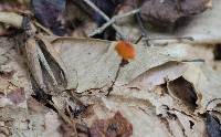 Marasmius siccus image