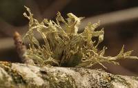 Ramalina subleptocarpha image