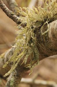 Ramalina subleptocarpha image