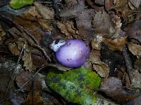 Cortinarius porphyroideus image