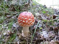 Amanita muscaria image