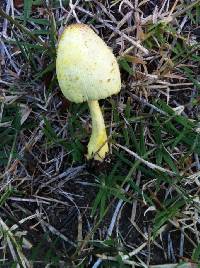 Leucocoprinus birnbaumii image